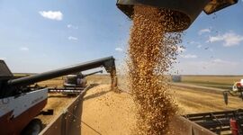 خبر جدید در مورد پرداخت مطالبات گندم‌کاران
