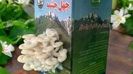 کیت پرورش قارچ؛ ساده‌ترین راه برای پرورش قارچ در خانه