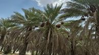 آغاز برداشت خرما از نخلستان های جیرفت