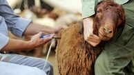 نوع جدید ویروس «تب برفکی»، تلفات و کاهش تولید دام را به همراه خواهد داشت