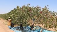 کشف بقایای اعضای بدن انسان در باغ‌های پسته کرمان
