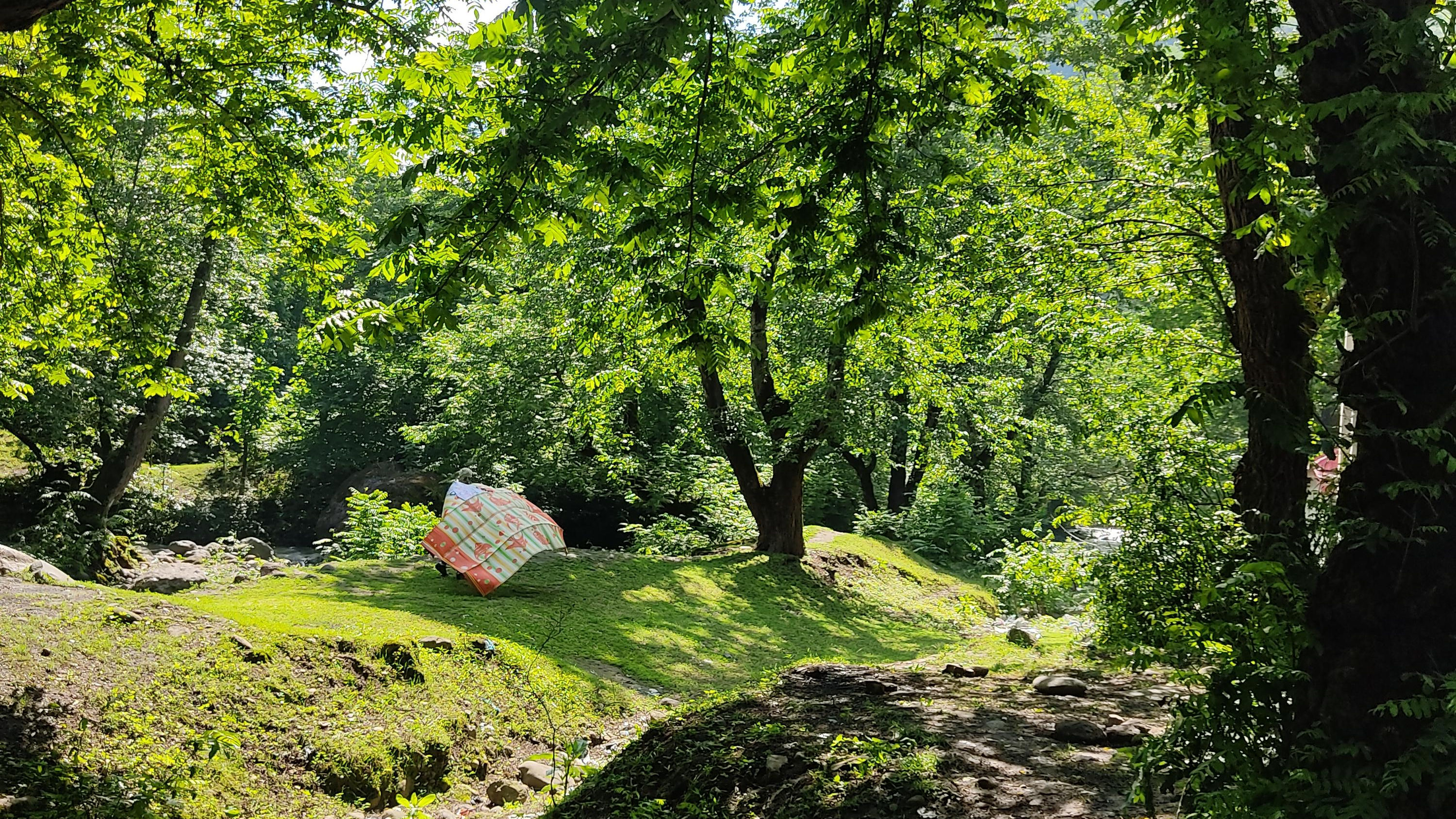 ساخت و ساز یک فرد پرنفوذ در جنگل‌های هیرکانی