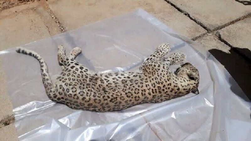 تلفشدن پلنگ ایرانی در منطقه حفاظتشده طارم سفلی بر اثر شلیک گلوله