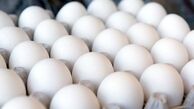 قیمت تخم‌مرغ اصلاح می‌شود