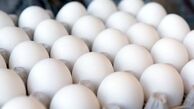 قیمت تخم‌مرغ اصلاح می‌شود