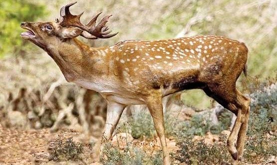 مراقبت از گوزن زرد ایرانی با فنس های الکتریکی حیات وحش