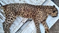 پلنگ ماده ایرانی در البرز تلف شد