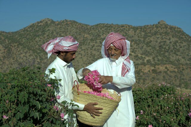 پرونده عربستان در یونسکو ارتباطی با گل محمدی ایران ندارد