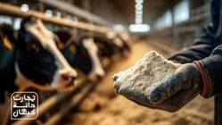 روند رو‌به‌رشد استفاده از پودر چربی در جیره گاو شیری؛ نگاه کارشناسان صنعت خوراک