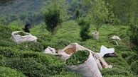 اصلاح کل باغات چای با ارقامی کمتر از تخلف «دبش» ممکن بود